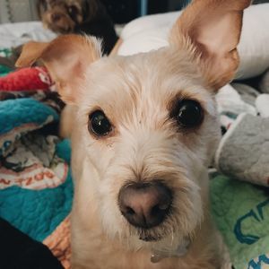 Meet your Posher, Carley